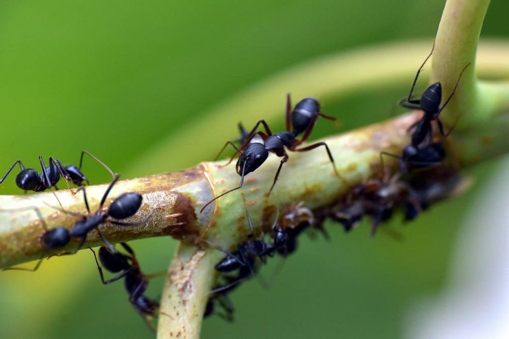 уничтожение муравьёв в Астане
