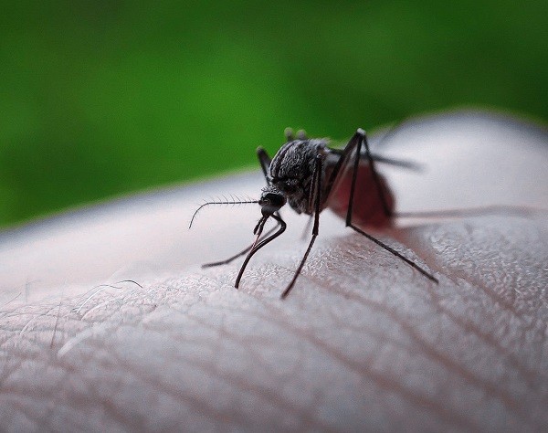 Как понять, что пора бороться с комарами?
