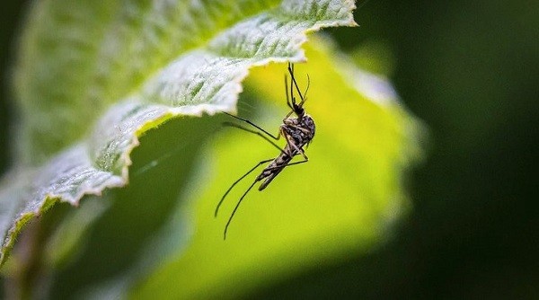 Уничтожение комаров: этапы